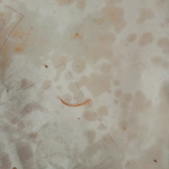 Rana Fast Food Hijyenik Olmayan ve Sert Bir Madde Çıkması