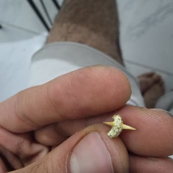 Şok Market’ten Aldığım Anadolu Mutfağı Nane Ürününün İçindeki Keskin Diken Çocuğumu Tehlikeye Soktu