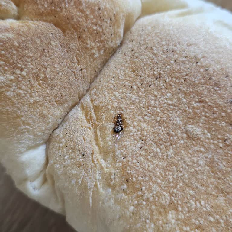 Hijyen İhlali: Şok Şubesinde Böcekli Ekmek Ve Küflü Peynir