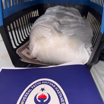 Kedimin Ölümüne Karşı Fatih Veteriner Hastanesi’nde Şeffaflık Ve Adli İşlem Talebi