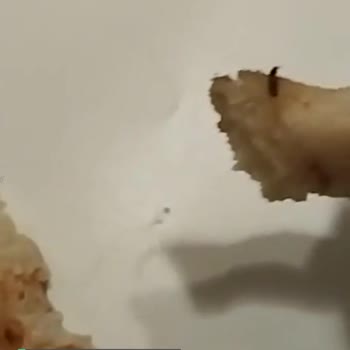 Little Caesars Pizza'da Böcek Çıktı