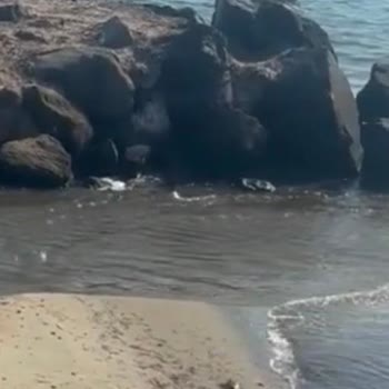 Enez Sahilinde Çöp Birikimi, Kötü Su Ve İlaçlama Eksikliği Sağlığı Tehdit Ediyor