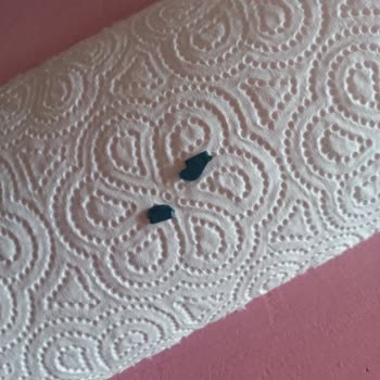 Balık Dünyası Dondurulmuş Midyede Plastik Parçalar Bulundu