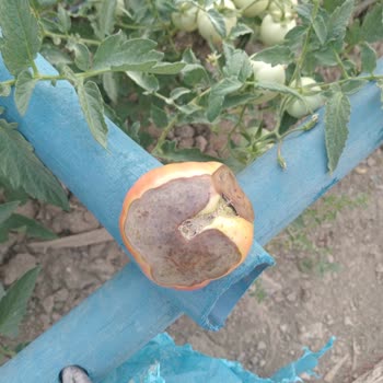 Aksu Ve Etiler'de Siparişlerde Güven Kaybı Ve Yalan