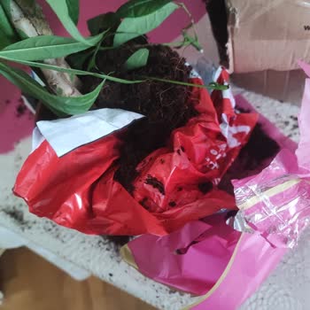 Aras Kargo'nun Hasarlı Çiçek Teslimatı Ve Çözüm Eksikliği