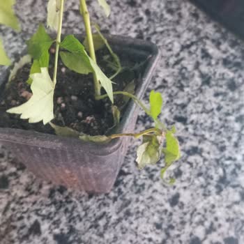 Mutbirlik Tarım’da Aldığım Solmuş Sarmaşık İçin İade Talebi