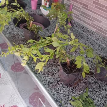 Mutbirlik Tarım’da Aldığım Solmuş Sarmaşık İçin İade Talebi