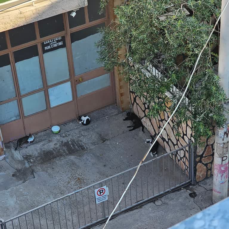 Bornova Belediyesi Sokak Kedileri Artışı Mahallede Hijyen Ve Gürültü Sorunları Yaratıyor