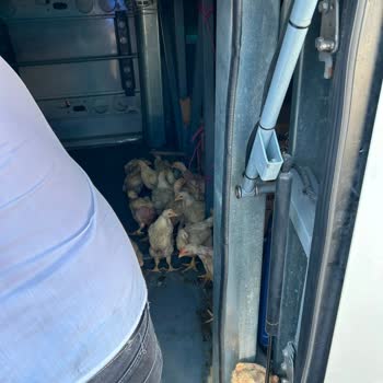 Bagajda Canlı Hayvan Taşınması Ve Hijyen İhlali