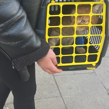 Sık Sık Değişen Teşhisler Ve Yetersiz Tedavi Nedeniyle Köpeğim Hayatını Kaybetti