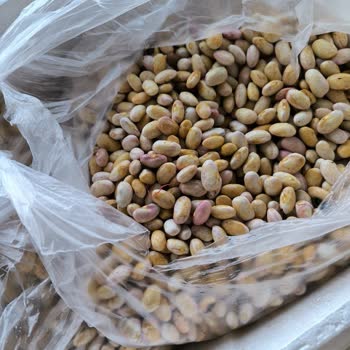 Mimoza Marka 10 Kg Barbunyada Bozuk Ürün Ve Cevapsız İade Talebi