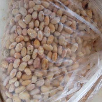 Mimoza Marka 10 Kg Barbunyada Bozuk Ürün Ve Cevapsız İade Talebi