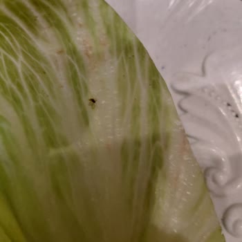 Marul Üzerindeki Canlı Böcek Gıda Güvenliğini Tehlikeye Attı