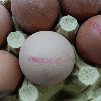 Türe Yumurta’da Kötü Koku, Bozuk Ve Kanlı Yumurta Şikayeti
