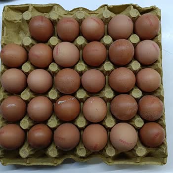 Türe Yumurta’da Kötü Koku, Bozuk Ve Kanlı Yumurta Şikayeti