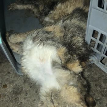 Arnavet Veteriner Kliniği Veterinerin Tedaviyi Reddetmesi Ve Kedimin Aç Ve Susuz Bırakılması