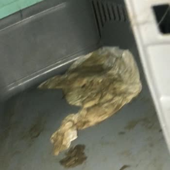 Arnavet Veteriner Kliniği Veterinerin Tedaviyi Reddetmesi Ve Kedimin Aç Ve Susuz Bırakılması