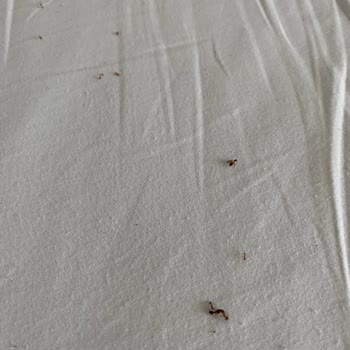 Antı Dolu Yatak Ve Kahvaltıdaki Kıl İçin Hijyen Şikayeti Ve İade Talebi