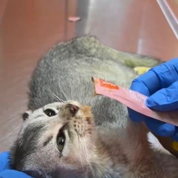 Pet Bakım Hizmetindeki Sorumluluk İhlali Ve Kedimin Ölümü Nedeniyle Masrafların İadesi