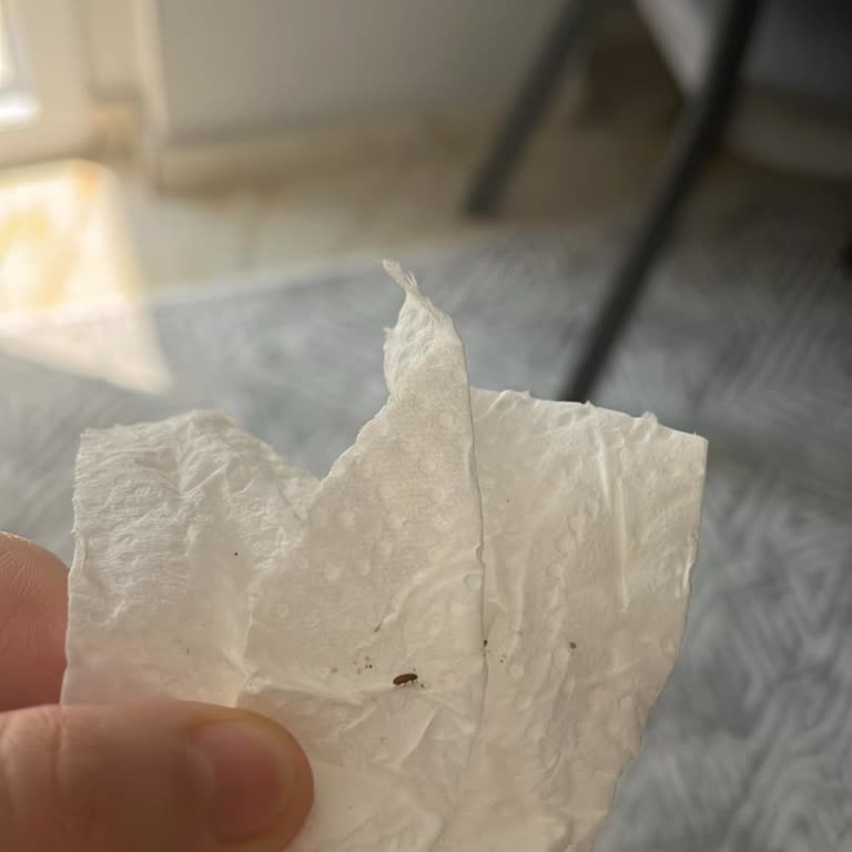 Yeni Satın Alınan Koltuk Takımında Tahta Kuruşu Sorunu Ve Değişim Talebi