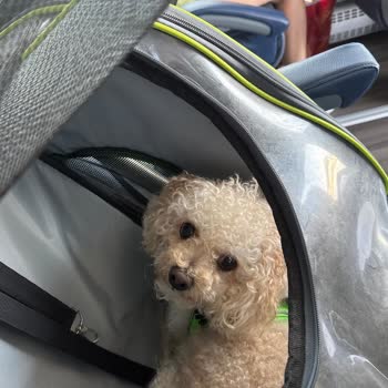 Köpeğime Bilet Aldım, Ancak Çantada Saklamamı İsteyen Personelin Saygısız Tutumu