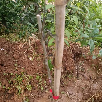Yanlış Adrese Gönderim Nedeniyle Bitki Kaybı Ve Tazminat Talebi