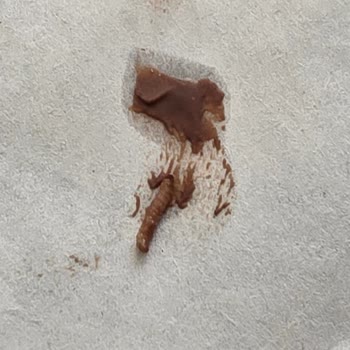 Nutella Kakaolu Fındık Kremasında Kurtçuk Tespiti Güven Kaybı