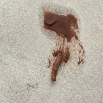 Nutella Kakaolu Fındık Kremasında Kurtçuk Tespiti Güven Kaybı
