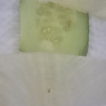 Böcekli Yemekte Gerekçesiz İade Redleri