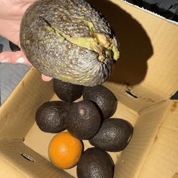 Avokado Çürük Ve Kötü Koku: İade Talebi