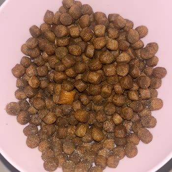Sahte Kedi Maması Nedeniyle Kedim Hastalandı Satıcı İncelemesi Gerekiyor