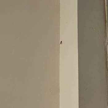 Tokat Erbaa Devlet Hastanesi Acil Servis Bekleme Alanında Böceklerle Hijyen İhmal Edildi