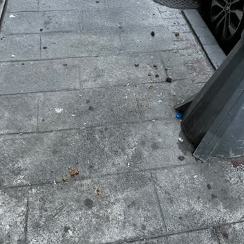Savaş Sokakta Hayvan Dışkısı Ve Koku Sorunu İçin Acil Temizlik Talebi