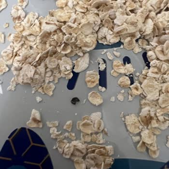 Yulaf Ezmesinde Plastik Parça Ve Böcek Bulunması