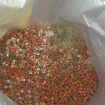 Bozuk Ve Küflü Kedi Maması İçin N11’den İade Ve Geri Ödeme Talebi