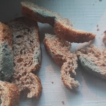 Yoğurt Eksik, Domates Çürük Ve Ekmek Küflü