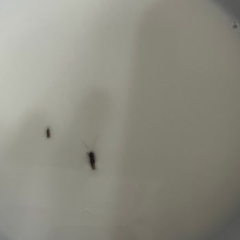 Bebek Formül Sütünde Böcek Görerek Güvenim Sarsıldı
