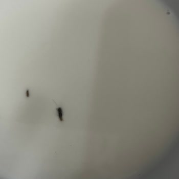 Pınar Çocuk Sütünde Böcek Tespiti Ve Hijyen İhlali Şikayeti