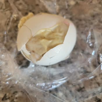 Küflü Ve Çürük Yumurtaların Satışı Sağlık Riski Oluşturuyor