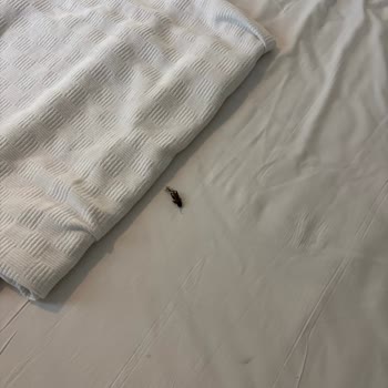 Ladonia Mio Bianco Otelinde Hijyen Ve Konfor Sorunları Nedeniyle Tam İade Talebi