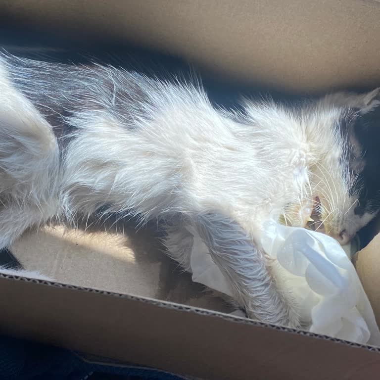 Alanya Belediyesi'nde Acil Kedi İhbarı İhmal Edildi, Yavru Hayati Tehlikede Kaybetti