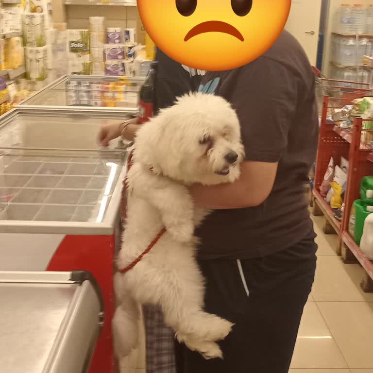 Şok Marketin İçinde Köpeklerle Dolaşmasından Son Derece Rahatsızım