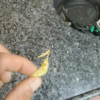 BİM Şubesinde Dondurulmuş Patates Ürünün İçinde Böcek