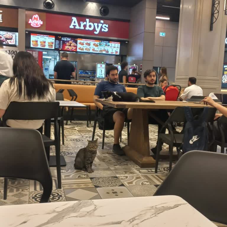 Hilltown AVM Yemek Alanında Kedilerin Masalara Çıkması Hijyen Sorunu
