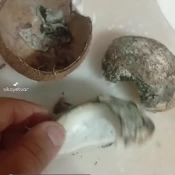 Migros Özel Çocuğum İçin Aldığım Hindistan Cevizi
