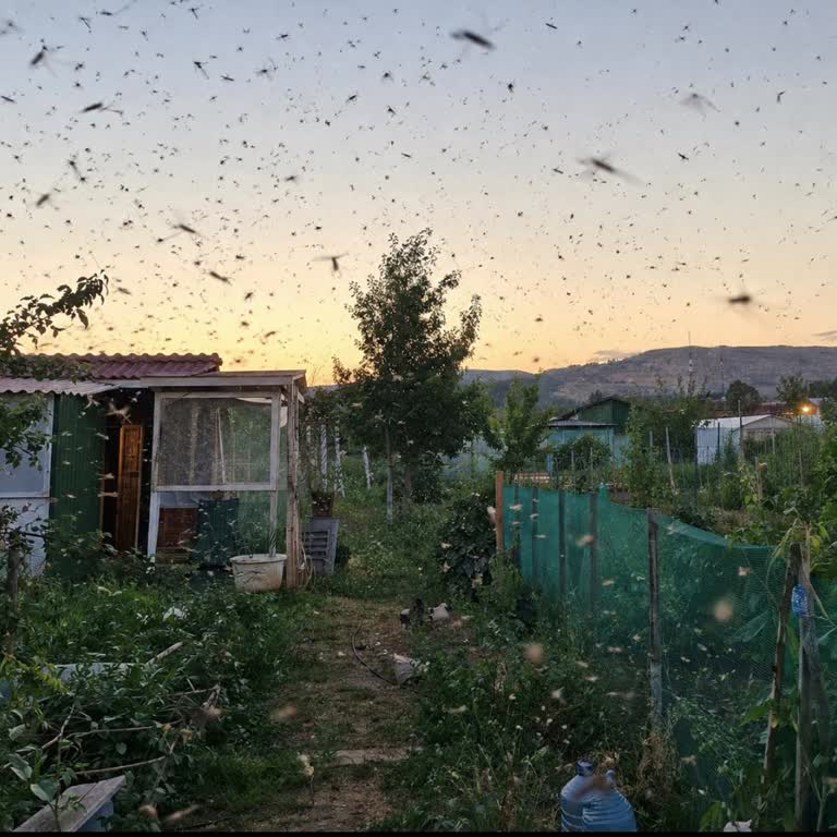 Sincan Yenikent Kayı Köyü Hobi Bahçesinde Aşırı Sinek Sorunu Ve İlaçlama Talebi