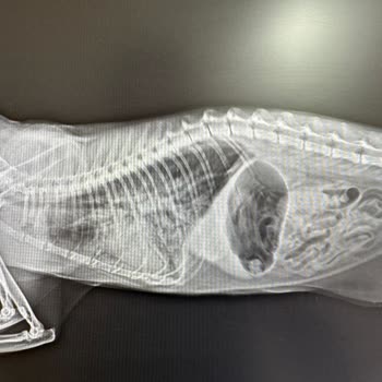 Fındıklı Veteriner Kliniği'nin Hatası Yüzünden Kedim Öldü