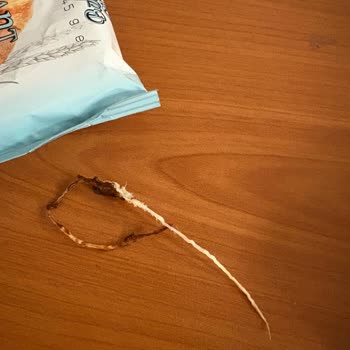 Bakery Croissant Kruvasanlardan Birinin İçinden Boylu Boyunca Uzanan Kalın Bir İp Çıktı