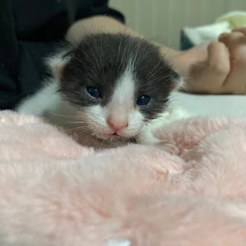 Pendik Belediyesi'nin Sahipsiz Yavru Kedileri Mahallelere Bırakması