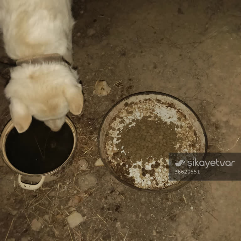 Ziraat Tarım Deposu Köpeğim Yemeyi Reddetti, Mamada Rahatsız Edici Koku